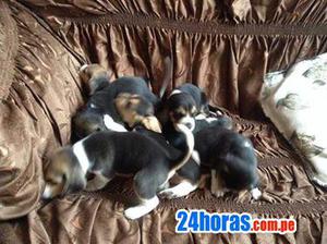 Cachorro beagle de raza pura