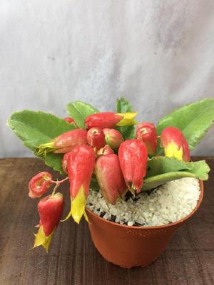 Cactus Begonia Importada en Maceta de Plastico