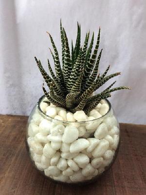 Cactus Cebra Decoración de Mesa