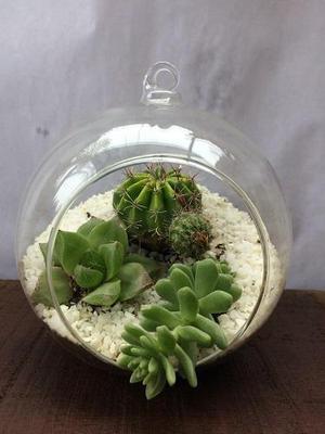 Cactus variados en vasija de vidrio colgante