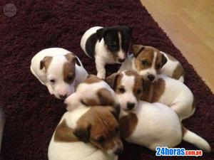 JACK RUSSELL TERRIER CACHORROS