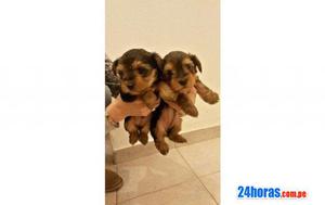 YORKSHIRES TERRIER TOY ENANITOS