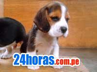 beagles tricolor y bicolor de 13 pulgadas