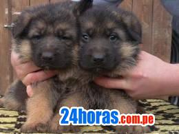 cachorros de pastor alemán disponibles para realojamiento
