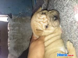 dos hermosos shar pei