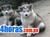 pendientes cachorros malanute alaska disponibles para adopci