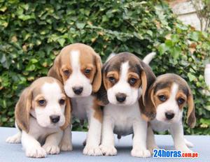 se venden hermosisimos cachorros beagles