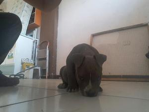 American Bully