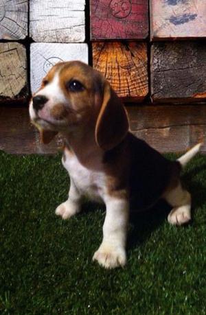 Beagle