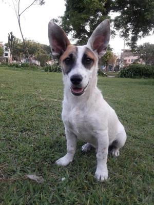 Bello Perrito Macho Pequeño en Adopcion