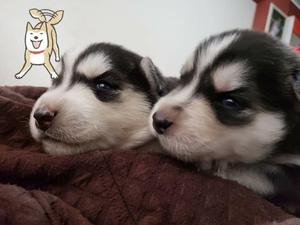 Bellos Bebitos Hembra Y Macho Husky