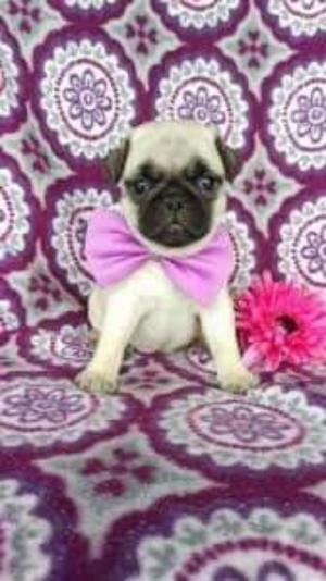 Bellos Pug Carlino Raza Pura