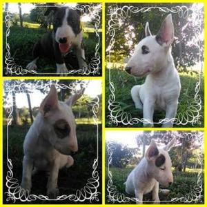 Bull Terrier