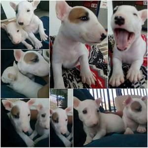 Bull Terrier