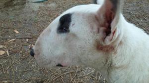 Bull Terrier Hembra 10 Meses Remato