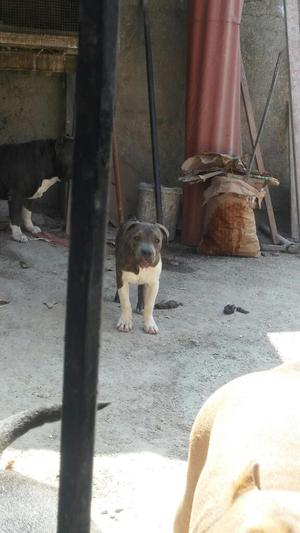 Cachorra Fusiom American Bully E