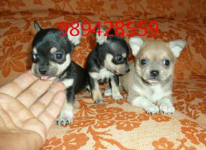 Cachorritos Chihuahua Mini