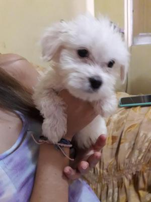 Cachorros Bichon maltes