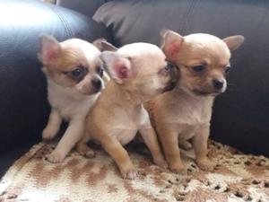 Cachorros Chihuahua miniatura