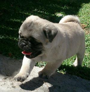 Cachorros Pug Carlino