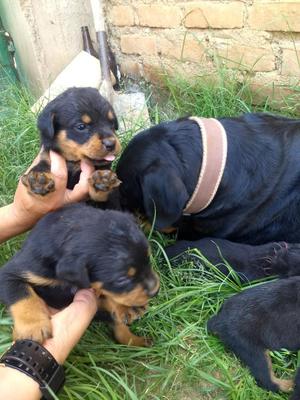 Cachorros Rottweiler