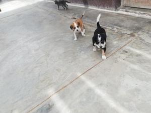 Cachorros en Adopción