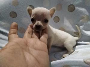 Chihuahua Mini Toy