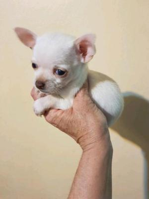 Chihuahua Oferta Navideña