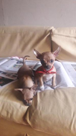 Chihuahuas Enanitos