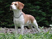 Hermosos Cachorros Beagle Bicolor: