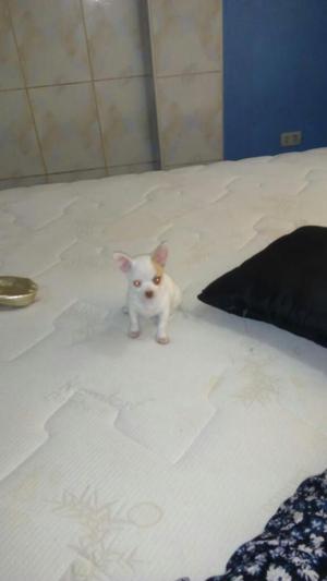 Lindo Chihuahua Mini Toy Blanco