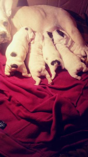 Lindos Cachorros Buldog Frances