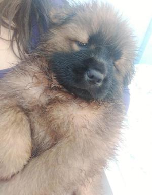 Marchito Chow Chow en Venta