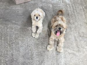 Perritas Chihtzu