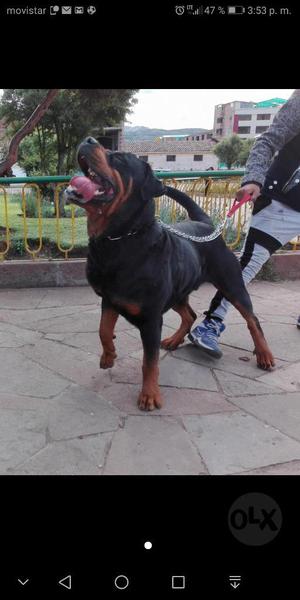 Rottweiler