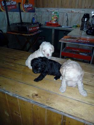 Se Vende Lindos Cachorros Poodles