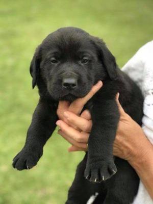 Se Vende Mi Cachorro Labrador Negro