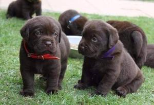 Se Vende Mis Hermosos Cachorros Labrador