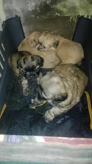Se Vende Shitzu