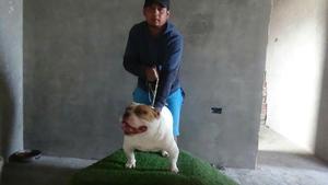 Servicio de Monta 500 Micro Bully 