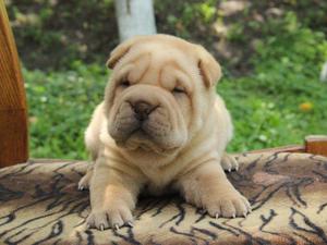 Sharpei