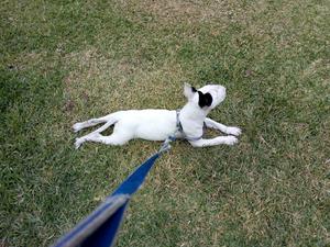 Vendo Bulterrier