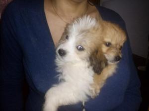 Vendo Cachorros Pomapoo