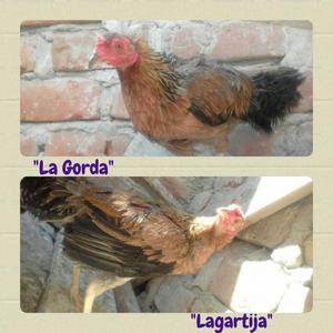 Vendo Gallinas Ajisecas.8meses