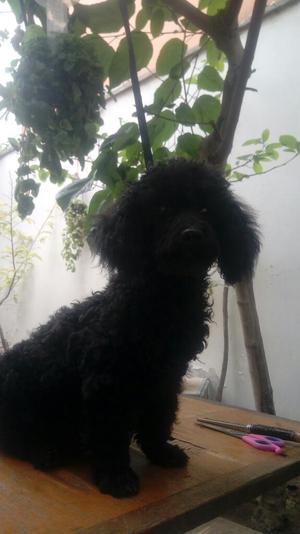 Vendo Poodle Toy