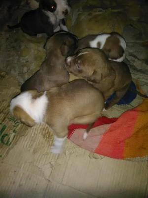 Vendo cachorros pitbull de un mes por 200 soles