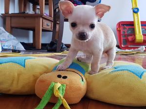 Venta de Cachorros Chihuahua Toy