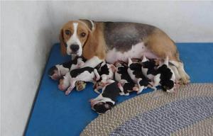 cachorros beagles 13