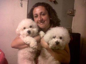 cachorros bichones frise