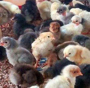 venta de pollos criollos y gallinas ponedoras repartos a